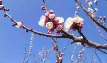 一朵绯云，一树花开