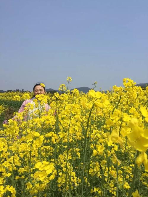 那块油菜籽
