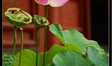 我听到荷花和雨的协奏曲