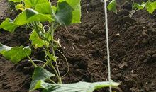 让那片菜园永驻心底