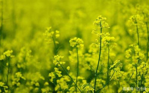 故乡的四个季节让我陶醉