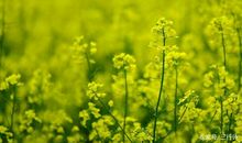 家乡的四季让我陶醉