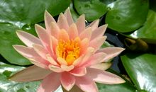 我愿做一朵荷花