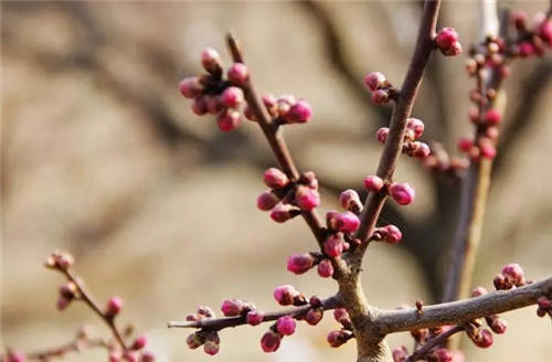 雪花悄悄绽放