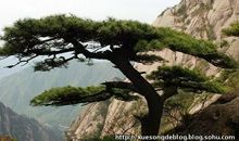 留在我心底的青松