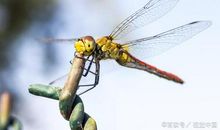 蜻蜓产卵的启示