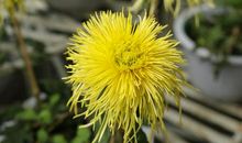 又逢一年落叶时