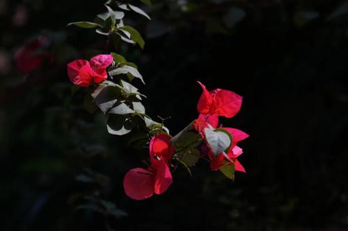 成长是一首无声的歌