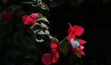 成长是一首无言的歌