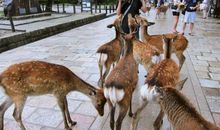 从动物身上得到启示