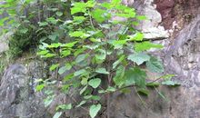 石缝间的生命感动了我