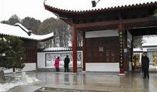 我家门前的梅园