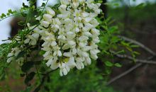 又是槐花飘香时