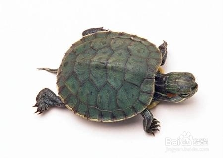 乌龟饲养