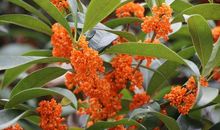 桂花飘香的秋季