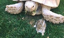 真没有想到小乌龟又赢了