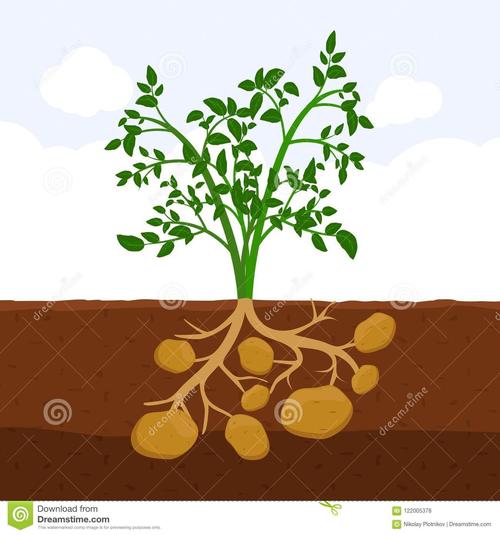 越来越多的叶子