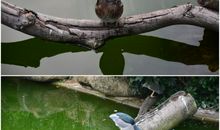 家乡的九龙公园