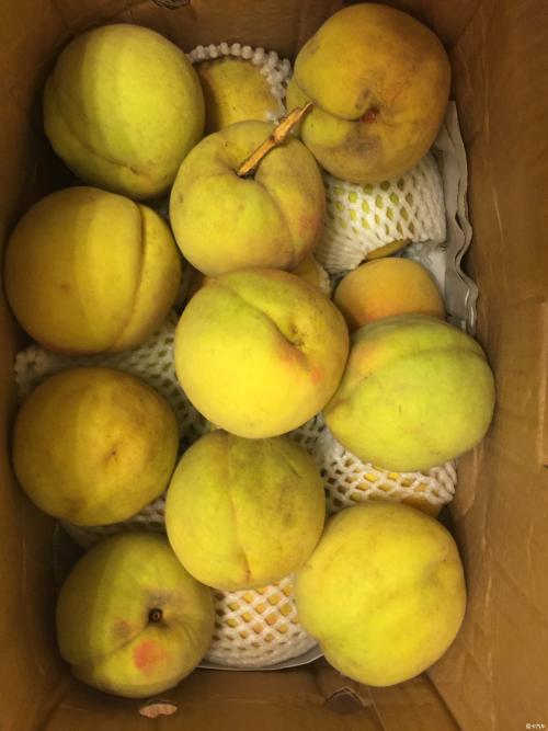 无耻的丝瓜络