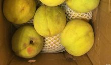 其貌不扬的丝瓜络