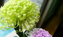 《鲜花与纸花》读后感