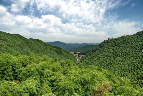中国竹林奇妙之旅