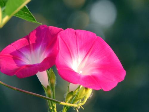 我爱牵牛花