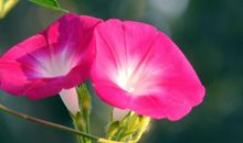 我喜爱牵牛花