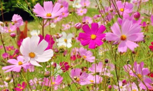 在公园里的花