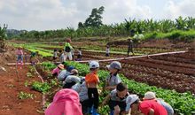 “小菜农”卖菜献爱心