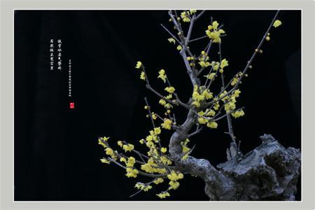 寒风中的冬甜