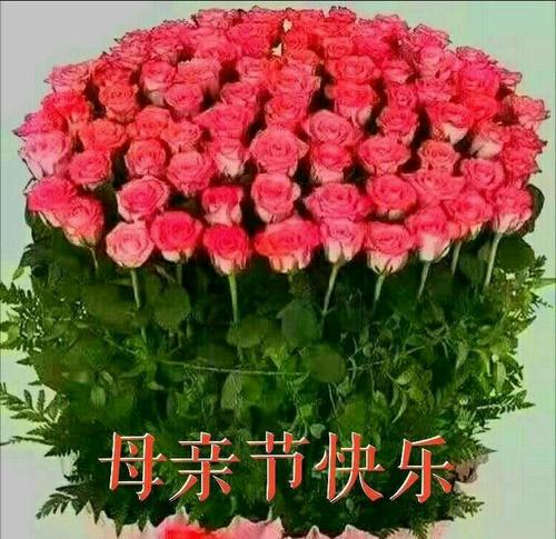 最美丽的康乃馨