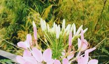 悠悠书香沁人心