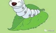 做一只快乐的蚕