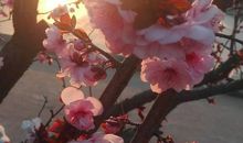 我和春姑娘探冬爷爷