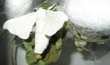 “破茧而出”未成蛾