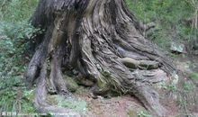 家乡的千年老树