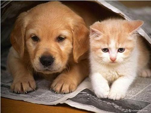 猫与狗之间的争吵