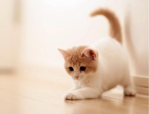 猫喂食