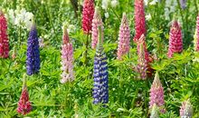 我用心去寻找春天