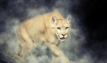 孤独的美洲狮读后感