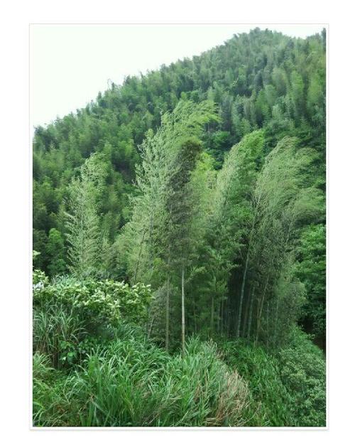 故乡竹
