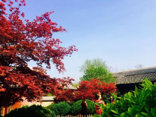 如果我再喝一口红茶