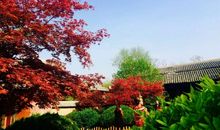 假若我再品那一盏红茗