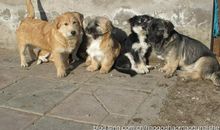 我家的小狗狗雪星晨