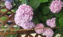 毕业前给徐老师的一封信