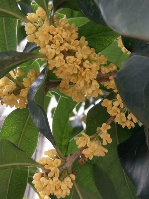 读桂花