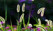 摇曳的狗尾巴草