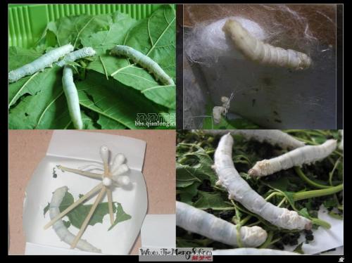 我的动物朋友蚕