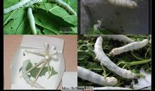 我的动物朋友蚕